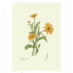 Calendula print example as card