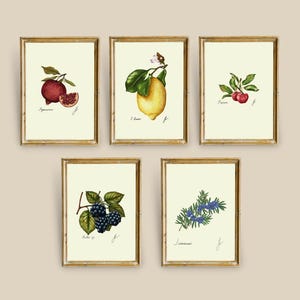 Botanical Fruit Prints: Kitchen Dining Room Wall Art (Digital Download)