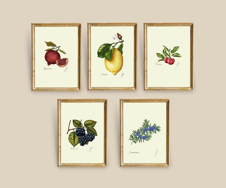May include: Five framed botanical prints with illustrations of pomegranate, lemon, cherry, blackberry, and juniper berries. Each print has a gold frame and a white background.
