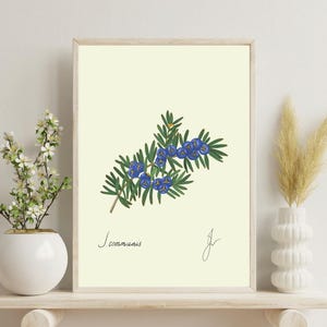 Juniper Herb Print | Kitchen Botanical Art Digital Download