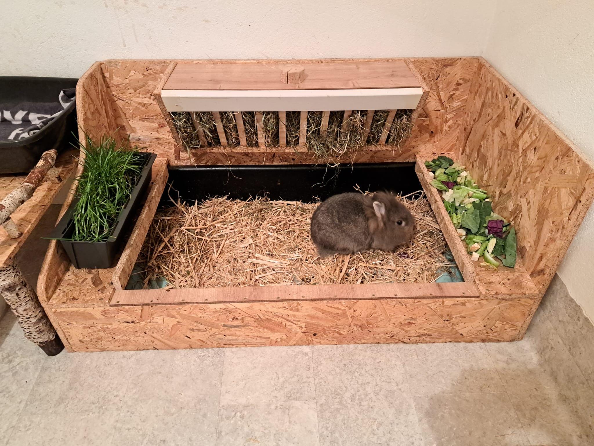 Obstacle Course for Bunnies Canada