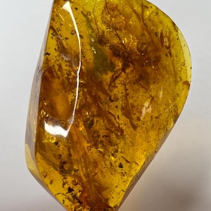 Amber Stone with BIG Insect.Inclusions in Amber.Fossil Inclusion in Baltic Amber.BIG FLY trapped in Amber Stone.Amber for Collectors.