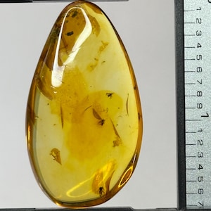 Amber Stone with Insect.Inclusions in Amber.Fossil Inclusion in Baltic Amber.FLY trapped in Amber Stone.Many Insects Trapped in Amber Stone.