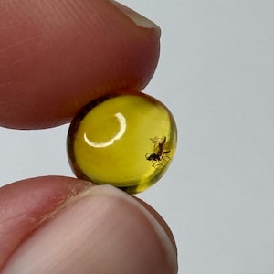 Amber Stone with Insect.Inclusions in Amber.Fossil Inclusion in Baltic Amber.FLY trapped in Amber Stone.Baroque Shape Amber with INSECT.