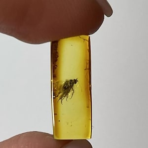 Amber Stone with Insect.Inclusions in Amber.Fossil Inclusion in Baltic Amber.FLY trapped in Amber Stone.