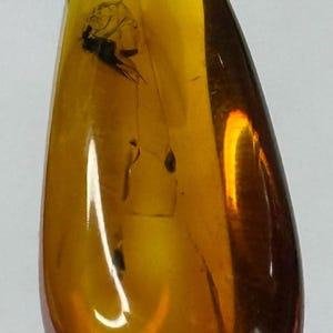 Amber Stone with Insect.Inclusions in Amber.Fossil Inclusion in Baltic Amber.FLY trapped in Amber Stone.