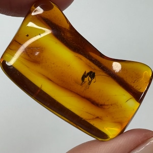 Baltic Amber Stone with Insect.BIG Inclusions in Amber stone.Fossil Inclusion in Baltic Amber.FLY trapped in Amber Stone.
