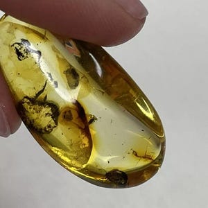 Baltic Amber Stone with Insect.Inclusions in Amber.Fossil Inclusion in Baltic Amber.BEETLE trapped in Amber Stone.Amber for Collectors.