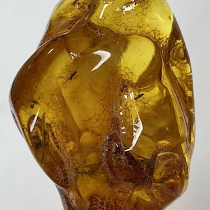 Amber Stone with Insect.Inclusions in Amber.Fossil Inclusion in Baltic Amber.FLY trapped in Amber Stone.Many Insects Trapped in Amber Stone.