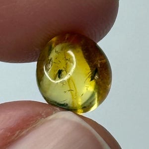 Amber Stone with Insect.Inclusions in Amber.Fossil Inclusion in Baltic Amber.2 FLIES trapped in Amber Stone.Baroque Shape Amber with INSECT.