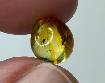 数百万年の間閉じ込められていた珍しいクモと昆虫が入った琥珀