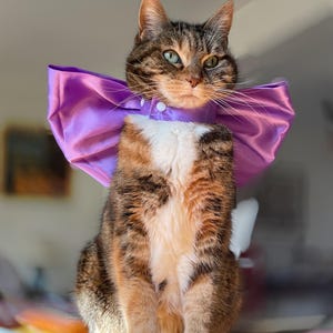 Peut inclure: Un chat tigré portant un grand nœud papillon en satin violet. Le chat est assis sur une table avec une surface colorée.