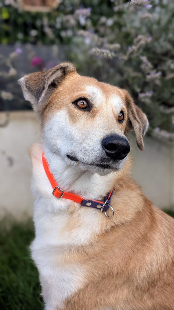 Biothane martingale collar LINEA, two-tone, adjustable, handmade, robust