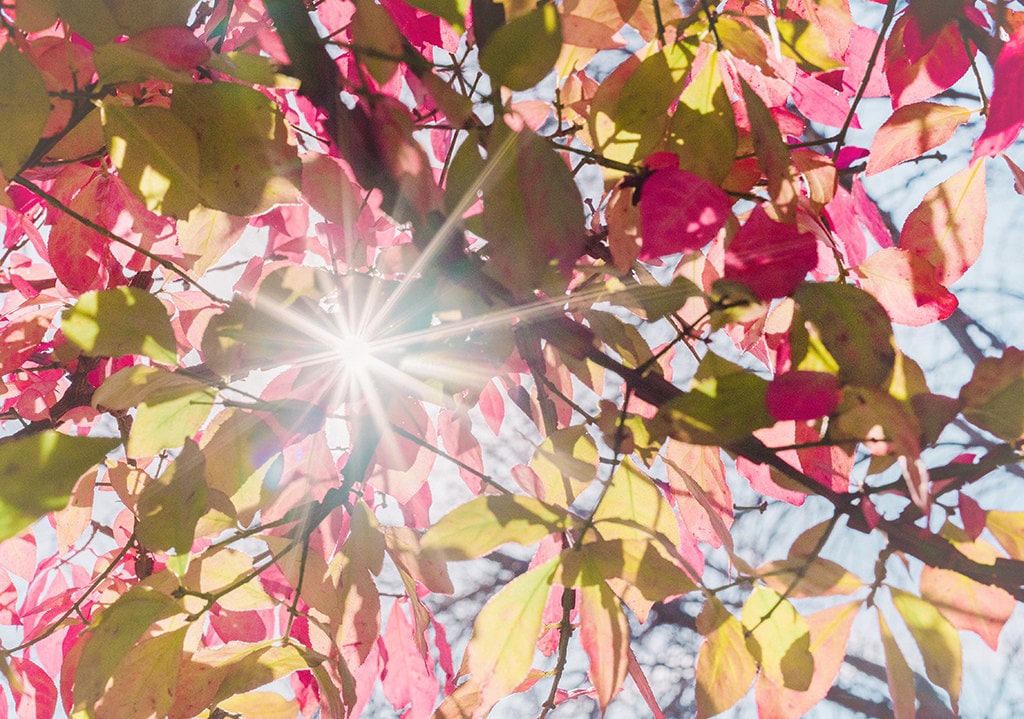 pink autumn background pink autumn background