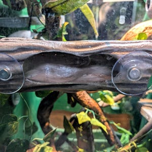 May include: A brown, log-shaped reptile hide with a hollowed-out centre. Two clear suction cups are attached for mounting inside a terrarium. The hide is surrounded by green foliage.