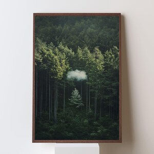 Puede incluir: Una fotografía enmarcada de un bosque con un solo árbol pequeño de color verde claro en el centro. El árbol está rodeado de árboles más altos y de color verde oscuro. Una sola nube blanca es visible en el cielo sobre el árbol pequeño.