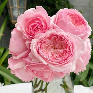 Fragrant Misaki Rose Bare Root Plant - Japanese Heirloom Pink Roses - Live Garden Plant Gift for Mothers Day Wedding Decor