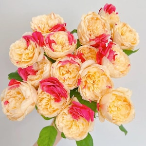 Fugetsu Japanese Rose Plant Bare Root Rose - Rare Yellow and Pink Multicolor Rose Bush for Garden Planting