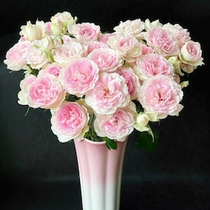 Bare Root Masha Rose Fragrant Heirloom Climbing Rose Ready to Plant Perennial Garden Gift for Rose Lovers