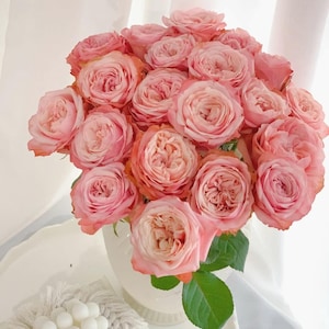 Kahala Rose Plant Bare Root Rose | Fragrant Orange Peach Red Cut Rose Bush | Live Perennial Garden Plant Gift for Rose Lovers