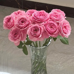 Peonykiss Bare Root Rose - Fragrant Pink Lilac Shrub - Heirloom Bloom - Garden Ready
