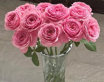 Peonykiss Bare Root Rose - Fragrant Pink Lilac Shrub - Heirloom Bloom - Garden Ready
