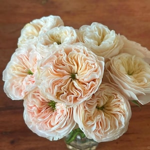 Stanley Abbey Cut Rose Plant Bare Root Rose - Apricot-Pink Blooms - Germany Rose Bush - Garden Planting - Live Plant Gift for Gardeners