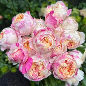 Edouard Manet Rose Bare Root - Fragrant Heirloom Perennial | Ready for Spring Planting | Garden Gift for Rose Lovers