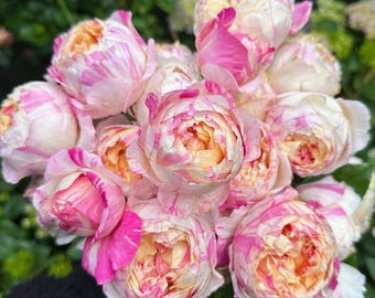 Edouard Manet Rose Bare Root - Fragrant Heirloom Perennial | Ready for Spring Planting | Garden Gift for Rose Lovers