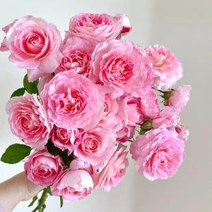 Neptune King Terrazza Bare Root Rose | Fragrant Patio Rose Bush | Ready to Plant Garden Perennial | Gift for Rose Lovers & Gardeners