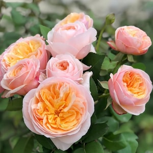 Ausjamenson Rose Plant - Heirloom Garden Roses for Bouquets, Romantic Wedding Flowers Gift