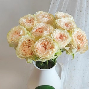 Victorian Bride Rose Plant Bare Root Rose Heirloom Climbing Rose Bush Fragrant Wedding Garden Flowers Ready to Plant Live Perennial