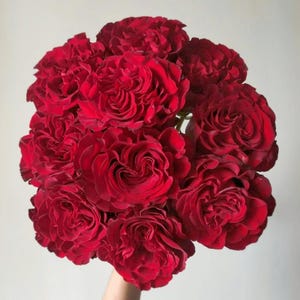 Hearts Bare Root Rose - Fragrant Heirloom Shrub Rose for Garden, Vibrant Red Blooms