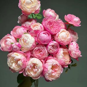 Japanese Mon Amour Rose Bare Root Rose - Rare Japanese Shrub Rose | Fragrant Garden Rose Bush | Live Perennial Plant Gift