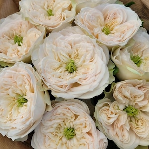 Whitby Abbey Rose Plant Bare Root Rose | Netherlands Rose | Fragrant Garden Roses | Ready to Plant Rose Bush for Gardening Gift