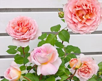 Auscot Fragrant Climbing Rose Plant | Large Peach-Pink Blooms | Garden Flower Bush or Cut Flower Gift Bare Root Rose