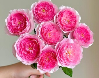 Exclusive Bare Root Wanshan Rose - Rare Chinese Old Garden Rose - Spring Planting Rose Lover Gift