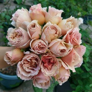 Unique Caffe Latte Rose Bare Root Rose Latte Coffee Variety Ready to Plant Rose Lover Gift