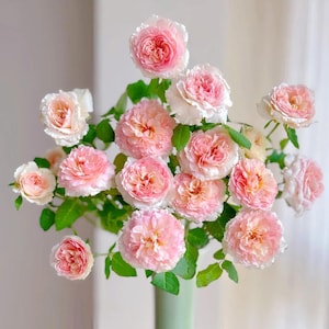 Traumerei Rose Plant Bare Root Rose Fragrant Climbing Rose Bush, Hardy Perennial Garden Plant, Ready for Spring Planting
