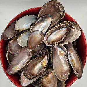 May include: A red bowl filled with a collection of iridescent, brown, and black mussel shells.