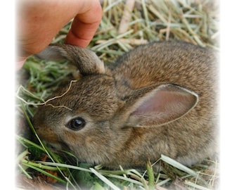 Re-Think: Rabbits - the basics of stewarding rabbits, an educational .PDF by Desert Rose