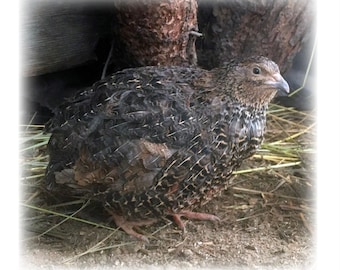 Re-Think: Quail - the basics of stewarding quail, an educational .PDF by Desert Rose