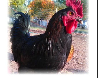 Re-Think: Chickens - the basics of stewarding chickens, an educational .PDF by Desert Rose