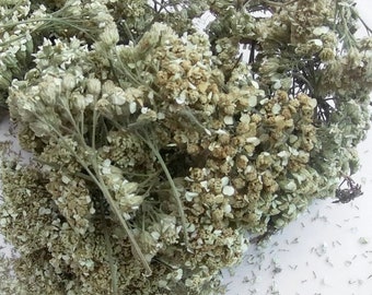 1.1oz / 30g Wildcrafted Yarrow Flowers - plumajillo, sustainably harvested in 2023 - achillea millefolium