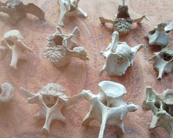 x15 Mixed Vertebrae: 1 - 2" - Nature Cleaned, Real Craft-Grade Bones, Cruelty Free, Wild Foraged - 0416-25