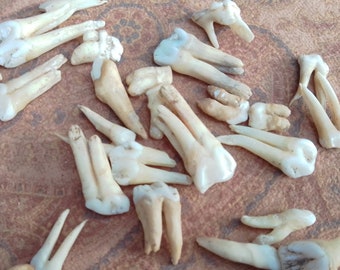 x26 Domestic Pig Teeth: Molars, 1/2 - 1" - Nature Cleaned, Real Craft-Grade Bones, Sustainably Raised - sus domesticus - 0416-32