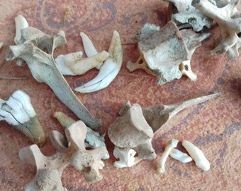 x20 Mixed Bones: 1/4 - 1 1/2" - Nature Cleaned, Real Craft-Grade Bones, Cruelty Free, Wild Foraged - 0416-25