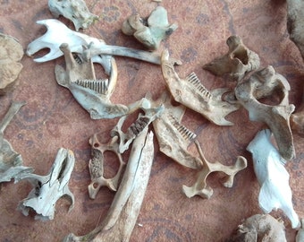 x20 Mixed Bones: 3/4 - 3 3/4", Deer, Fox, Beaver, Muskrat - Nature Cleaned, Real Craft-Grade Bones, Cruelty Free, Wild Foraged - 0416-24