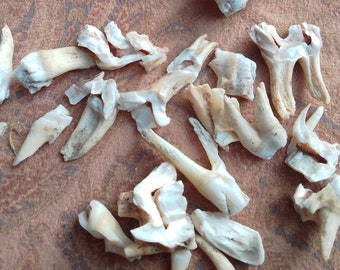 x28 Domestic Pig Teeth: All Imperfect, 1/4 - 1 1/4" - Nature Cleaned, Real Craft-Grade Bones, Sustainably Raised - sus domesticus - 041644