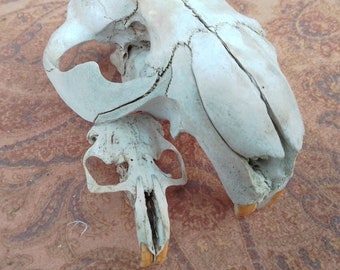 x2 Skulls: 2 - 3 1/2", Beaver + Gopher -  Nature Cleaned, Real Craft-Grade Skulls, Cruelty Free, Wild Foraged - 0416-29